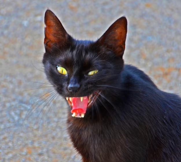 Gato Malvado Negra