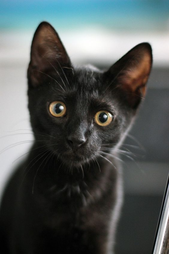 Gato Bueno Negra