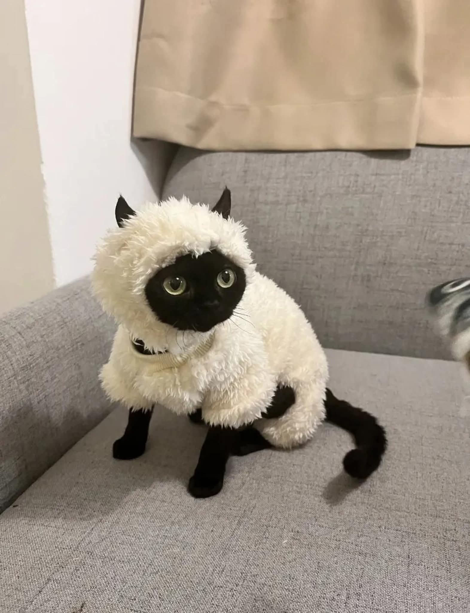 Gato Bueno Negra
