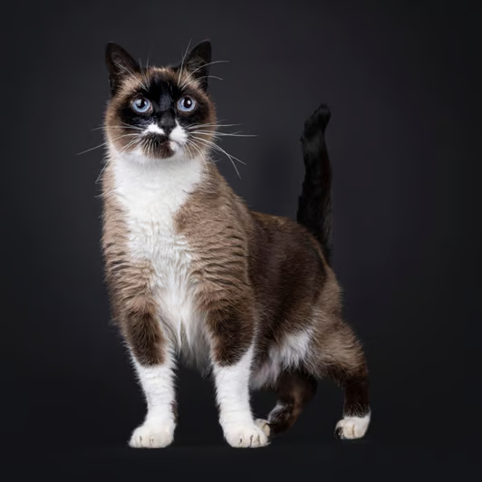 Gato Malvado Chito
