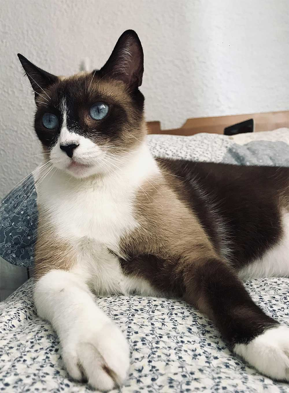Gato Bueno Chito